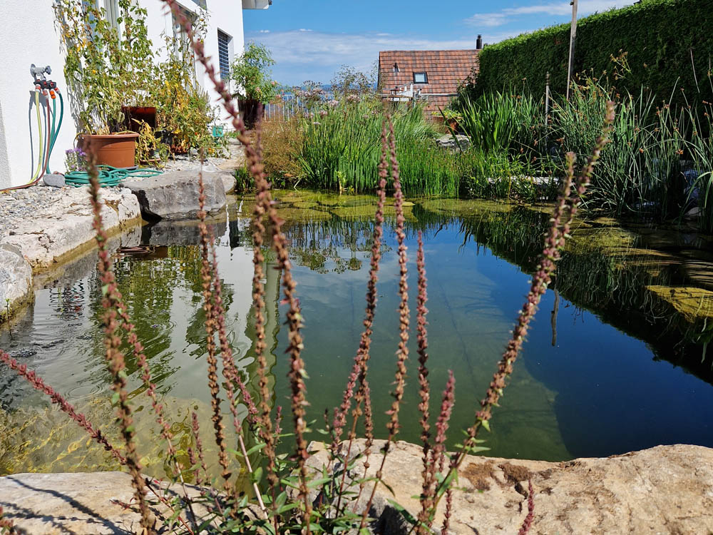 Wasser und Teiche