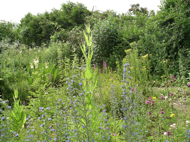 Bild 11 Wildstauden Mehr Leben im Garten