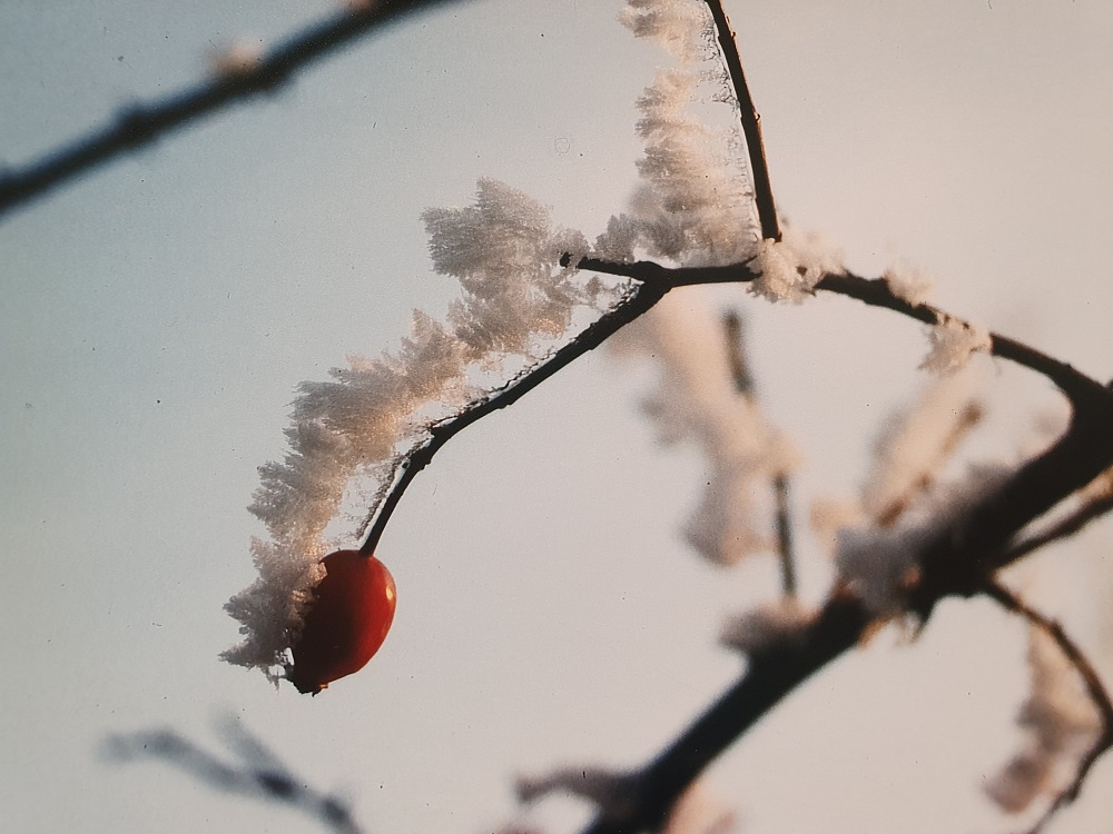 Bild 7 Wildgehölze Mehr Leben im Garten