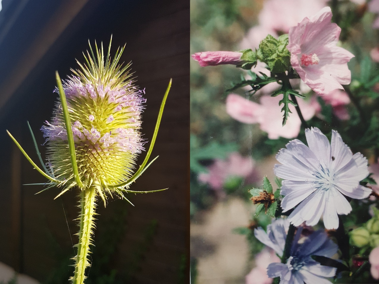 Bild 9 Wildstauden Mehr Leben im Garten